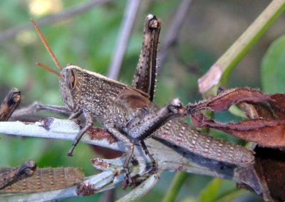 Schistocerca Bird Grasshopper species nymph 