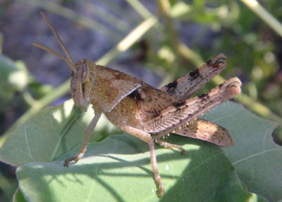 Schistocerca Bird Grasshopper species nymph 