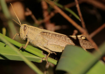 Schistocerca camerata; Bird Grasshopper species