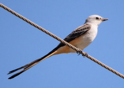 Scissor-tailed Flycatcher; female
