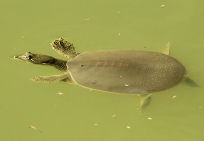 Texas Spiny Softshell Turtle