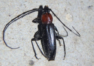Stenosphenus dolosus; Long-horned Beetle species
