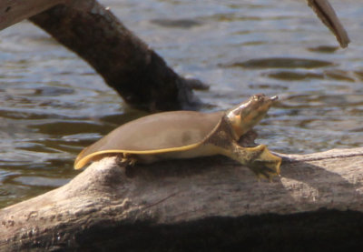 Texas Spiny Softshell Turtle