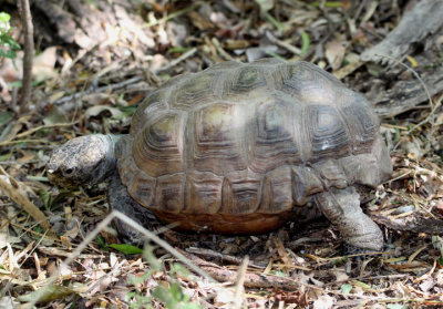 Texas Tortoise