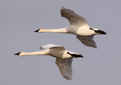 Trumpeter Swans