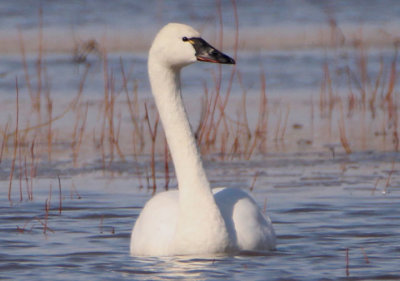 Tundra Swan