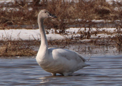 Tundra Swan; juvenile