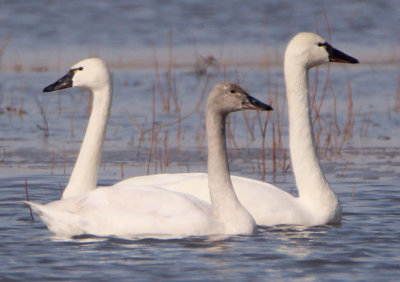 Tundra Swans 