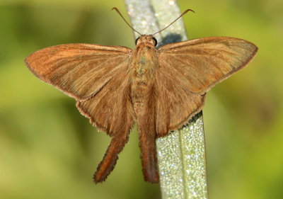 Urbanus procne; Brown Longtail