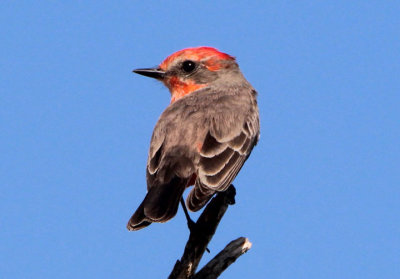 Vermilion Flycatcher; immature male