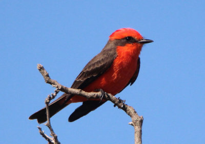 Vermilion Flycatcher; male