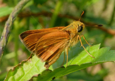 Wallengrenia otho; Southern Broken-Dash; male