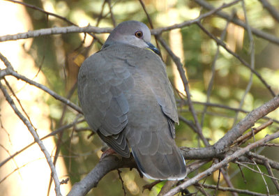 White-tipped Dove