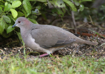 White-tipped Dove