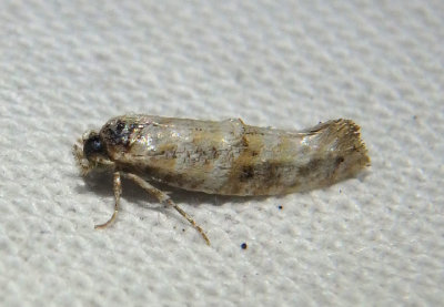 0316-0317 - Xylesthia Clothes Moth species