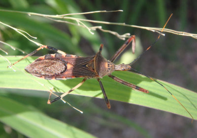 Zelus janus; Assassin Bug species 