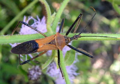 Zelus janus; Assassin Bug species