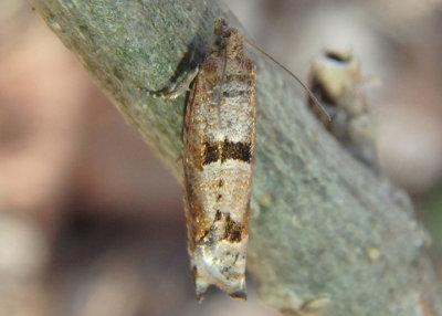 3252.1 - Pseudexentera sepia; Tortricid Moth species 