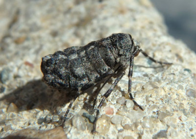 6660 - Phigalia strigataria; Small Phigalia; female 