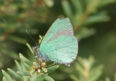 Udara blackburni; Blackburn's Bluet; endemic to Hawaii