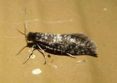 0435 - Siederia walshella; Bagworm Moth species; male