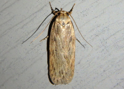 0922 - Depressaria pastinacella; Parsnip Webworm Moth