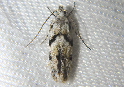 1851 - Arogalea cristifasciella; Stripe-backed Moth