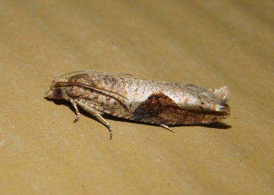 3258 - Pseudexentera virginiana; Tortricid Moth species