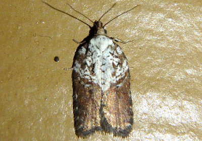 3533 - Acleris celiana; Tortricid Moth species