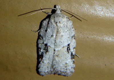 3540 - Acleris placidana; Black-headed Birch Leaffolder Moth
