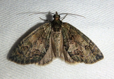 7239 - Hydriomena pluviata; Sharp Green Hydriomena Moth 