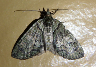 7239 - Hydriomena pluviata; Sharp Green Hydriomena Moth