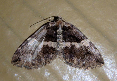 7329 - Anticlea vasiliata; Variable Carpet 