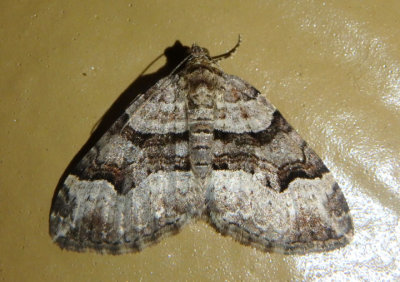 7390 - Xanthorhoe lacustrata; Toothed Brown Carpet