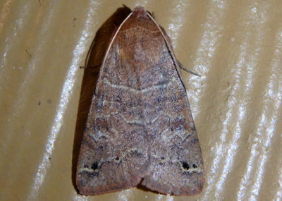 8592 - Cissusa spadix; Black-dotted Brown
