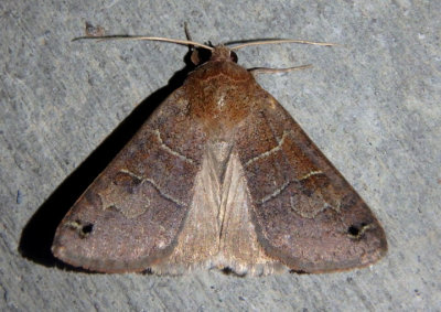 8592 - Cissusa spadix; Black-dotted Brown