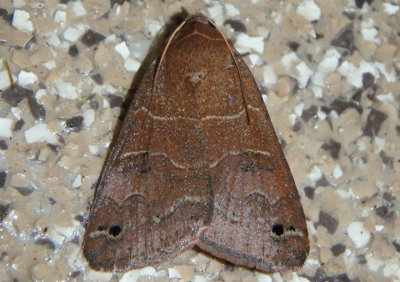 8592 - Cissusa spadix; Black-dotted Brown