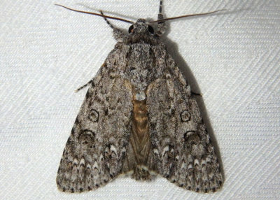 9257 - Acronicta impleta; Yellow-haired Dagger