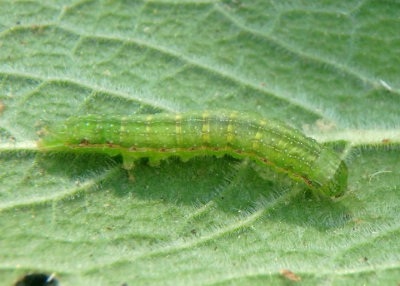 9661 - Crambodes talidiformis; Verbena Moth caterpillar
