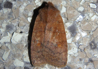 9935 - Eupsilia tristigmata; Three-Spotted Sallow