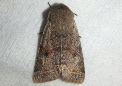 10495 - Orthosia hibisci; Speckled Green Fruitworm Moth