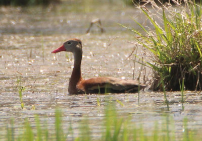 Black-bellied Whistling-Duck