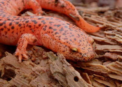 Black-chinned Red Salamander 