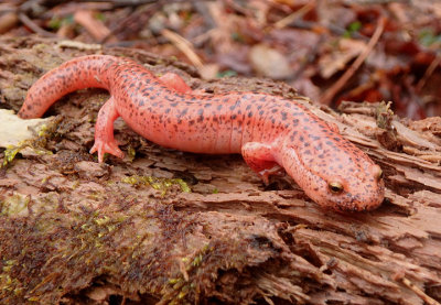 Black-chinned Red Salamander 