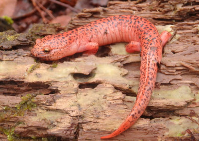 Black-chinned Red Salamander