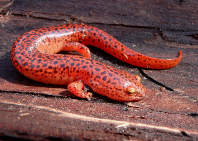 Black-chinned Red Salamander 