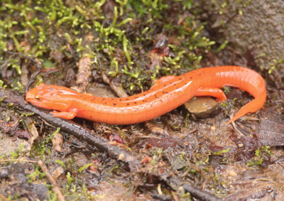 Blue Ridge Spring Salamander