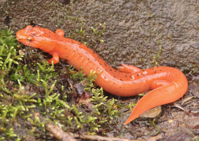 Blue Ridge Spring Salamander 