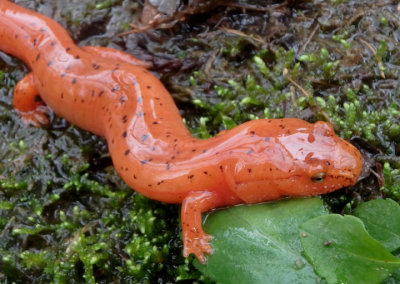 Blue Ridge Spring Salamander 
