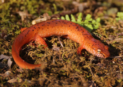 Blue Ridge Spring Salamander 